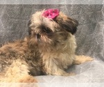 Small Photo #6 Shih Tzu Puppy For Sale in LAKELAND, FL, USA