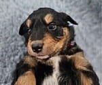 Puppy Flash Aussiedoodle Miniature 