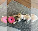 Small #1 Labrador Retriever Mix