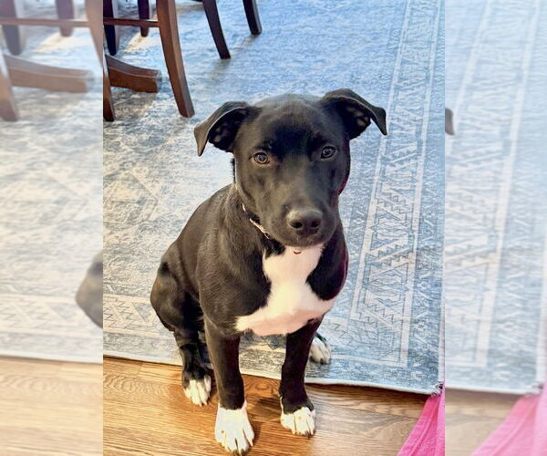 Medium Photo #9 Mutt Puppy For Sale in Boston, MA, USA