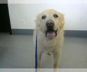 Labrachow Dogs for adoption in Big Bear City, CA, USA