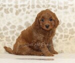 Small #3 Cavapoo