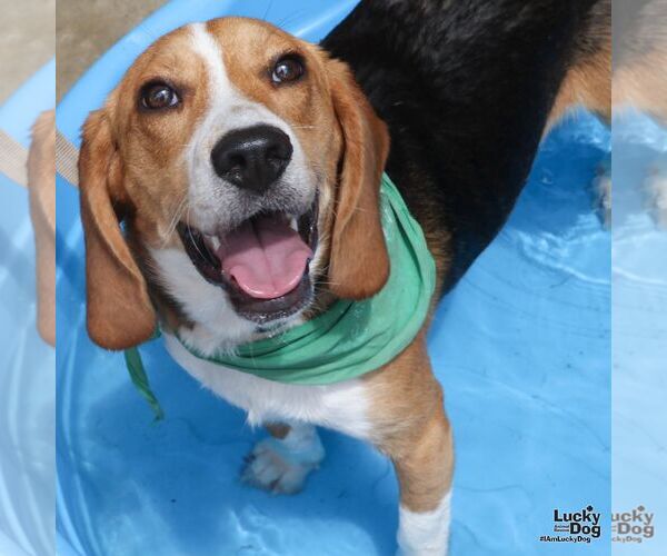 Medium Photo #4 Beagle-Unknown Mix Puppy For Sale in Washington, DC, USA