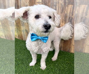 Maltipoo Dogs for adoption in Corona, CA, USA