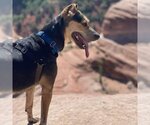 Small Photo #12 Mutt Puppy For Sale in Kanab, UT, USA