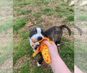 Bella - Female American Staffordshire Terrier-German Shepherd Dog Mix Dog for Adoption - Photo #21