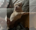 Small Photo #2 Frenchie Pug Puppy For Sale in BLOOMINGTON, IL, USA