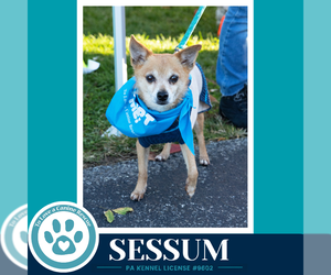 Chihuahua Dogs for adoption in Kimberton, PA, USA