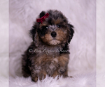 Small #1 Poodle (Miniature)