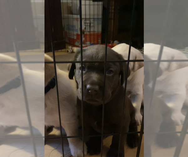 Medium Photo #3 Labrador Retriever Puppy For Sale in LEESBURG, GA, USA