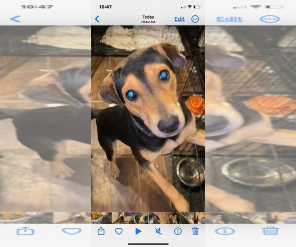 Medium Photo #8 Mutt Puppy For Sale in Holly Springs, NC, USA
