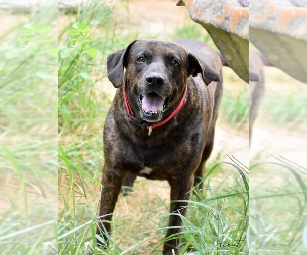 Medium Photo #2 Plott Hound-Unknown Mix Puppy For Sale in Brewster, NY, USA