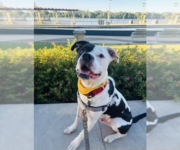 Medium Photo #5 Mutt Puppy For Sale in Evansville, IN, USA