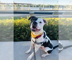 Small Photo #5 Mutt Puppy For Sale in Evansville, IN, USA