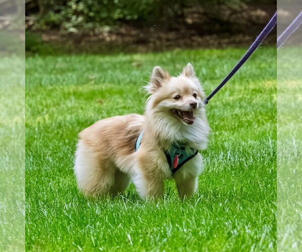 Medium Photo #8 Pomeranian Puppy For Sale in Arlington, VA, USA