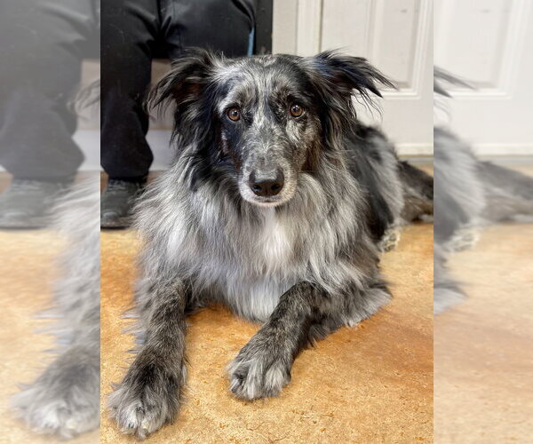 Medium Photo #3 Australian Shepherd-Unknown Mix Puppy For Sale in Bolivar, MO, USA