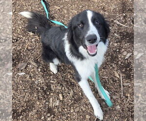 Border Collie Dogs for adoption in Waterford, VA, USA