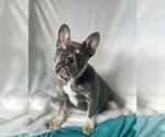 Small Photo #1 French Bulldog Puppy For Sale in GLENDALE, AZ, USA