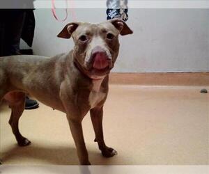 Mutt Dogs for adoption in Martinez, CA, USA