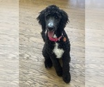 Small Bernedoodle