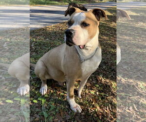 American Bulldog-Unknown Mix Dogs for adoption in Tampa, FL, USA