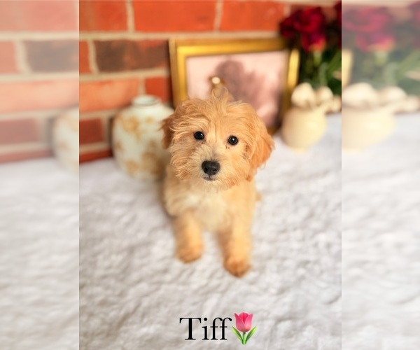Medium Photo #7 Poo-Ton Puppy For Sale in MURFREESBORO, TN, USA