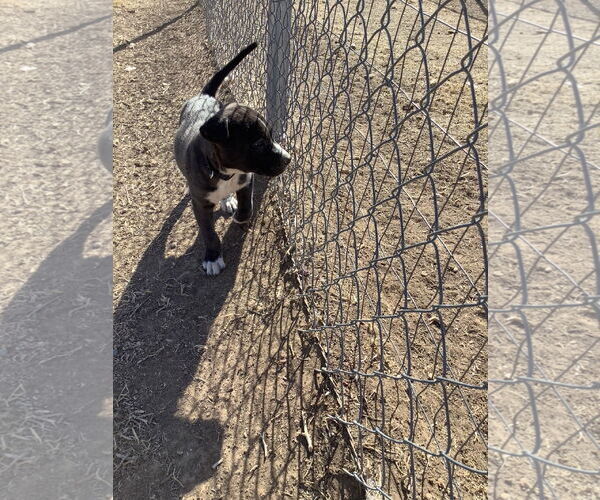 Medium Photo #1 Siberian Husky-Unknown Mix Puppy For Sale in Amarillo, TX, USA