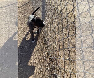 Siberian Husky-Unknown Mix Dogs for adoption in Amarillo, TX, USA