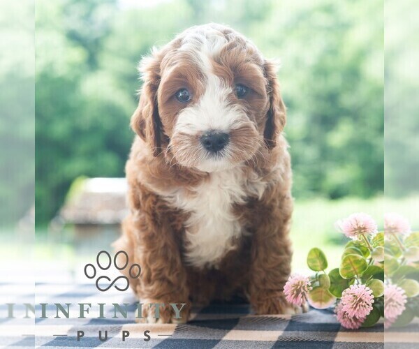 Medium Photo #5 Cavapoo (Miniature) Puppy For Sale in DORNSIFE, PA, USA