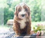 Small #4 Cavapoo (Miniature)