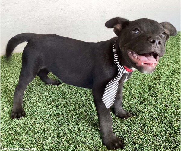 Medium Photo #2 American Staffordshire Terrier-Unknown Mix Puppy For Sale in San Diego, CA, USA