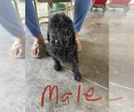 Small Photo #12 Poodle (Standard) Puppy For Sale in CHARITON, IA, USA