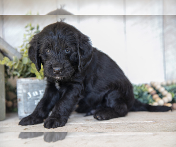Medium Photo #3 Miniature Labradoodle Puppy For Sale in SUGARCREEK, OH, USA