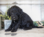 Small #2 Miniature Labradoodle