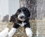 Small Photo #28 Aussiedoodle Puppy For Sale in DOWELLTOWN, TN, USA