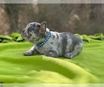 Small Photo #7 French Bulldog Puppy For Sale in PHELAN, CA, USA