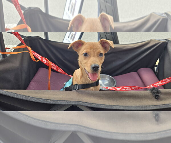 Medium Photo #3 Labrador Retriever-Unknown Mix Puppy For Sale in NYC, NY, USA