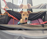 Small #2 Labrador Retriever Mix