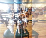 Small #16 Beagle Mix