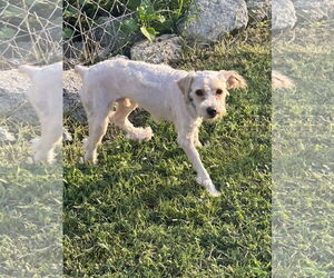 Poodle (Miniature)-Unknown Mix Dogs for adoption in Pacolet, SC, USA