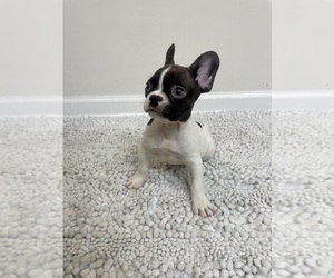 French Bulldog Puppy for sale in CHARLESTON, SC, USA