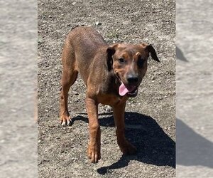 Labrador Retriever-Unknown Mix Dogs for adoption in San Diego, CA, USA