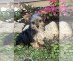 Small #1 Yorkshire Terrier