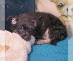 Small #7 Dachshund-Miniature Schnauzer Mix
