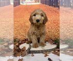 Small #10 Goldendoodle