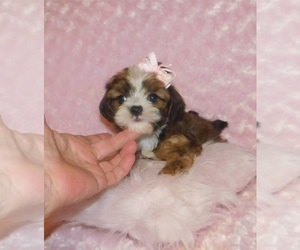 Griffonshire Puppy for sale in WARRENSBURG, MO, USA
