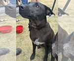 Small #1 Labrador Retriever Mix