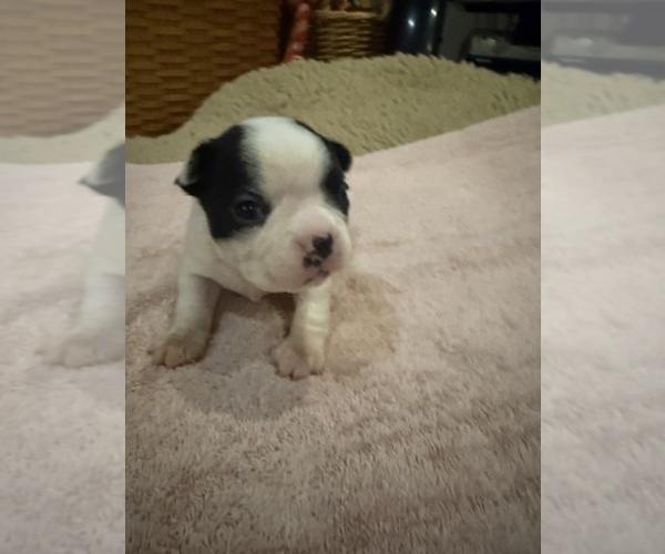 Medium Photo #2 Boston Terrier Puppy For Sale in FREDONIA, KS, USA
