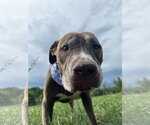 Small #7 American Pit Bull Terrier Mix