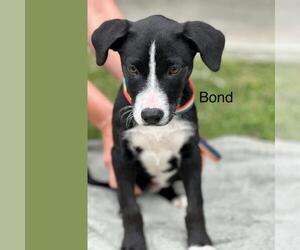 Labrador Retriever Dogs for adoption in Conroe, TX, USA
